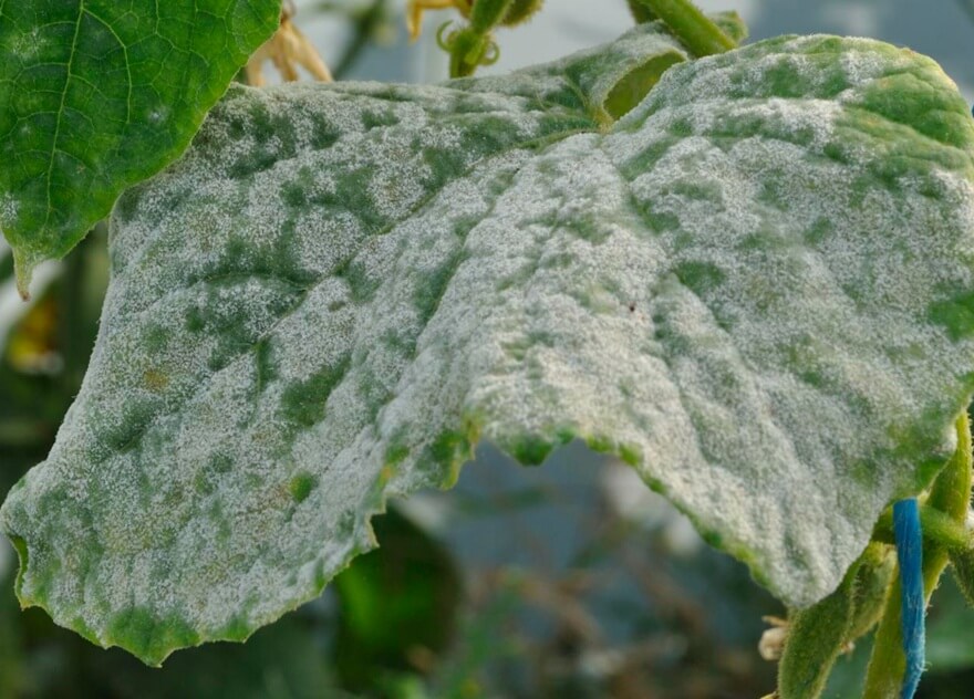 Mączniak prawdziwy - objawy